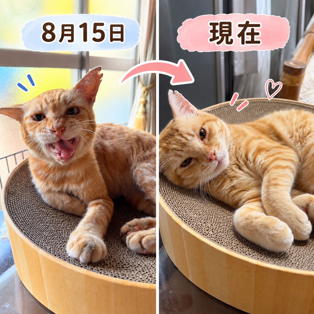 ご感想
