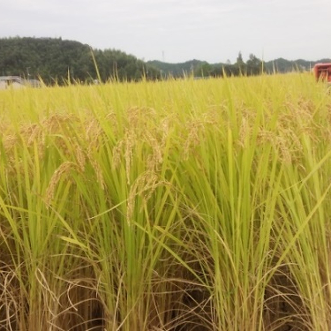 や農園の田んぼ