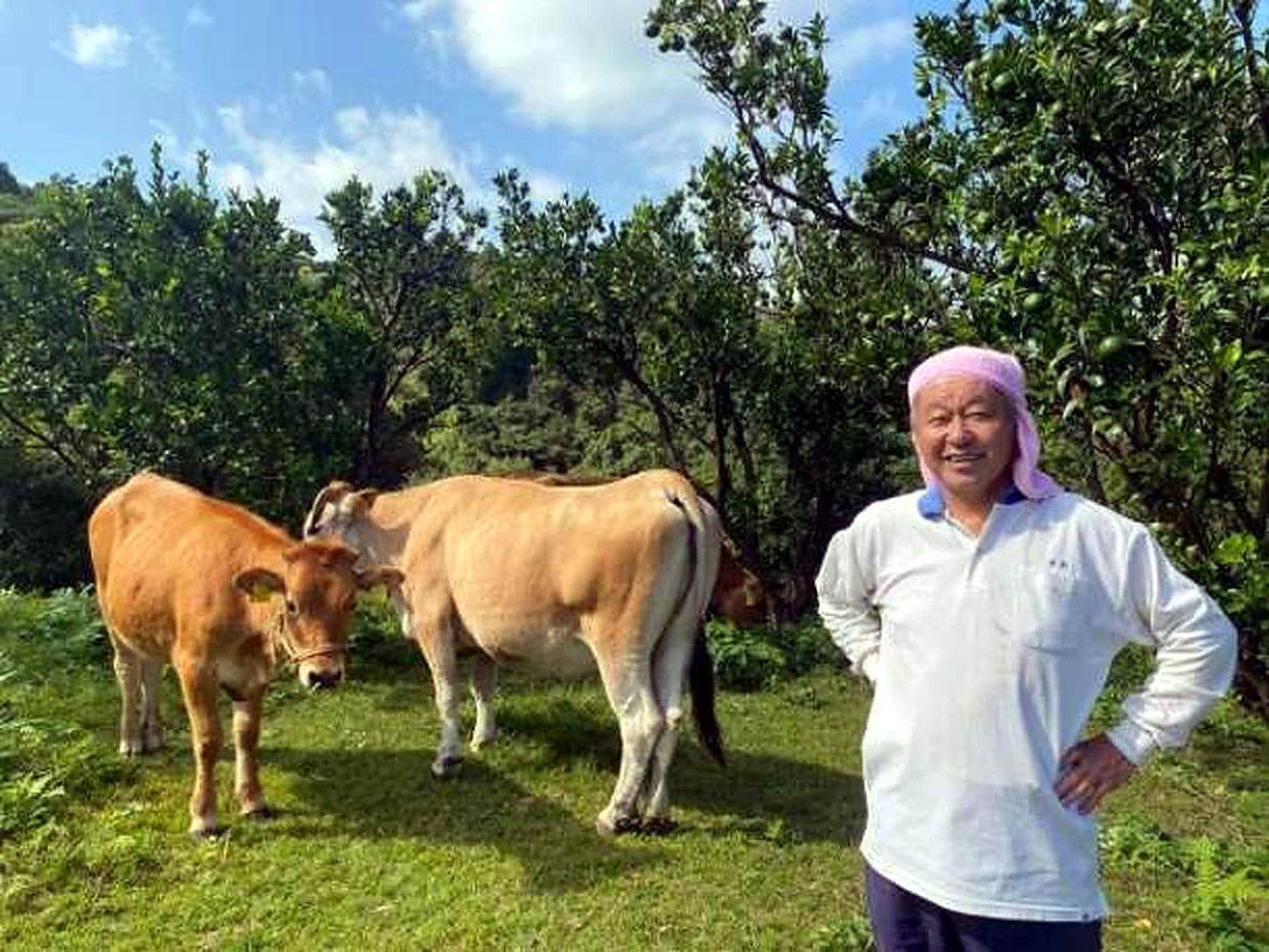 ポンカン畑と土佐あかうし