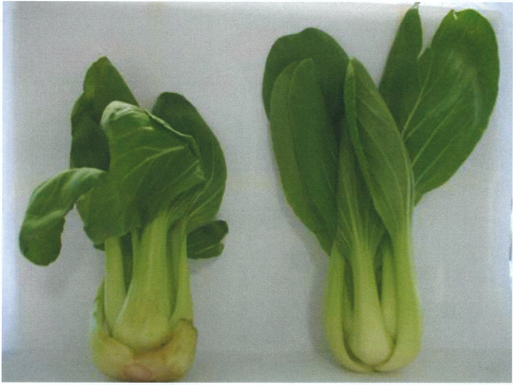 チンゲン菜の未処理とソレイユ処理済の比較